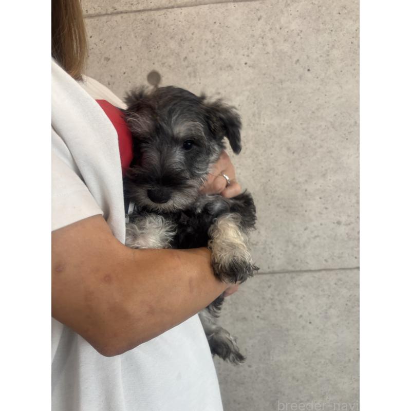 販売中の鹿児島県のミニチュアシュナウザー-425605の3枚目