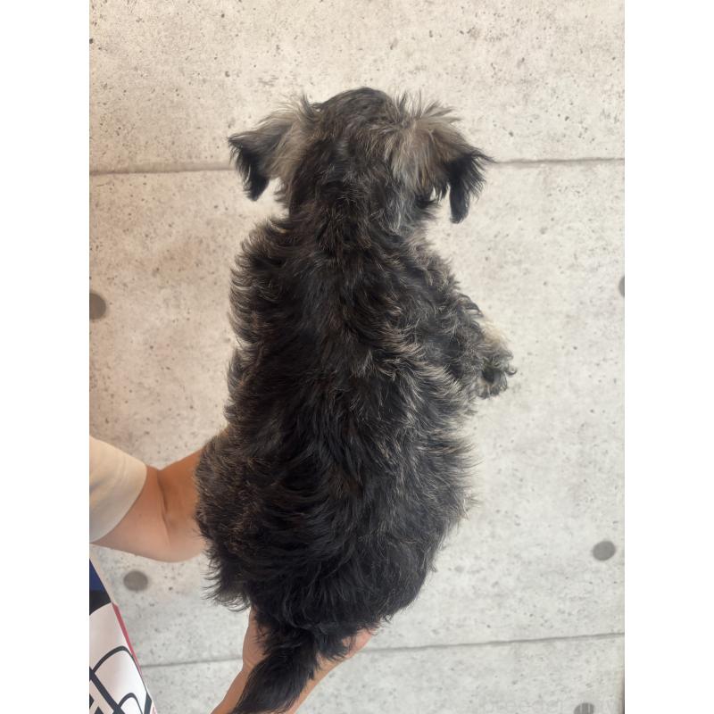 販売中の鹿児島県のミニチュアシュナウザー-425605の2枚目