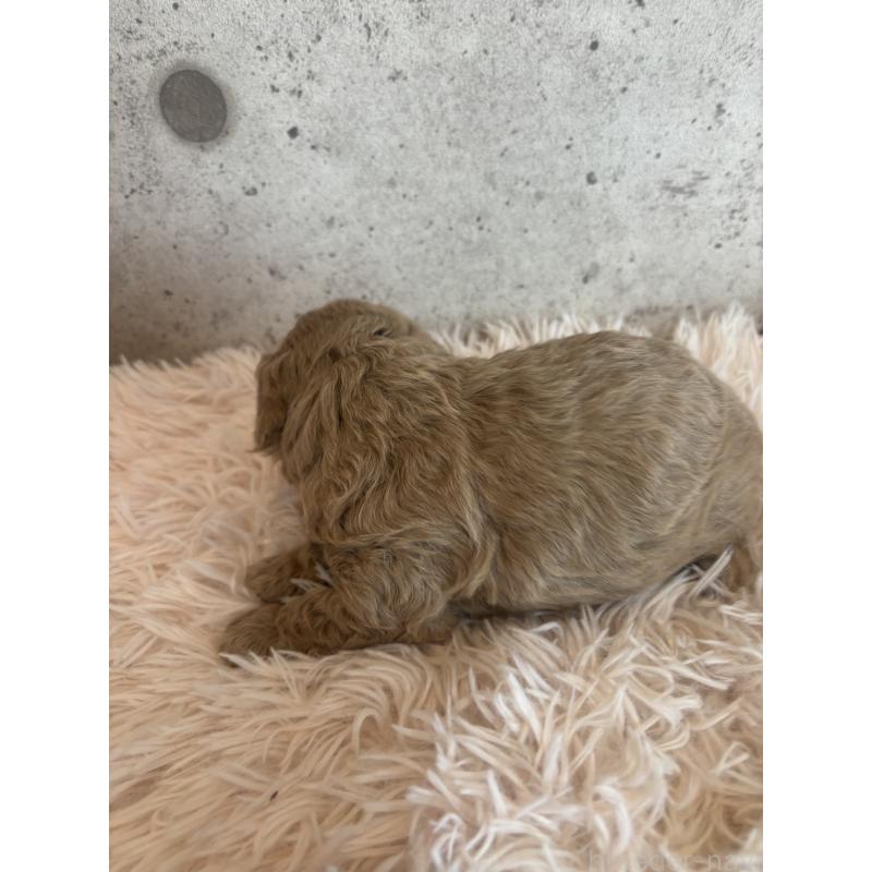 販売中の鹿児島県のタイニープードル-425606の3枚目