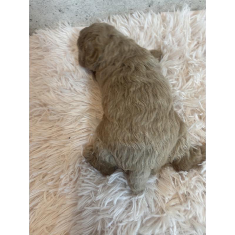 販売中の鹿児島県のタイニープードル-425606の2枚目