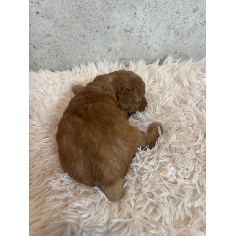 販売中の鹿児島県のタイニープードル-425607の3枚目