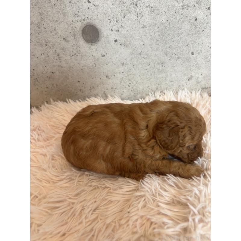 販売中の鹿児島県のタイニープードル-425607の2枚目