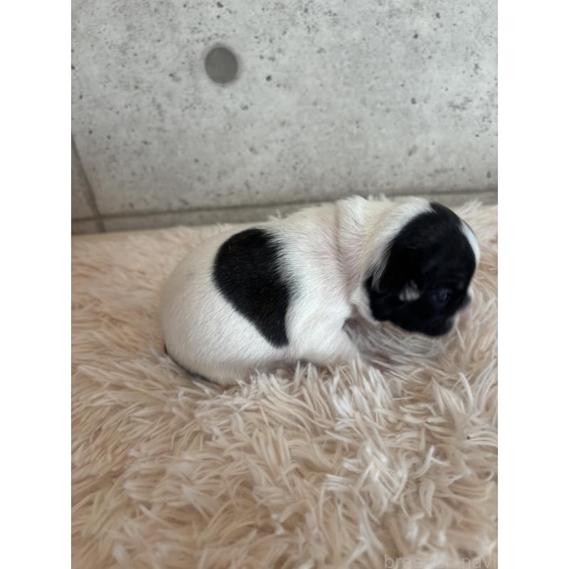 販売中の鹿児島県のフレンチブルドッグ-425611の4枚目