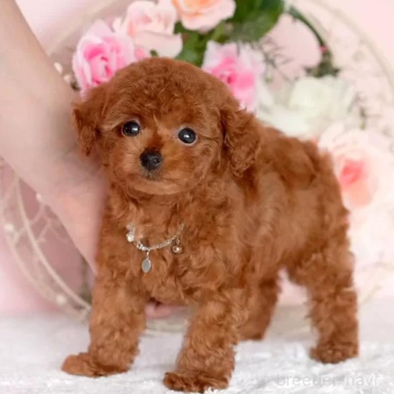 販売中の大分県のティーカッププードル-425608の4枚目