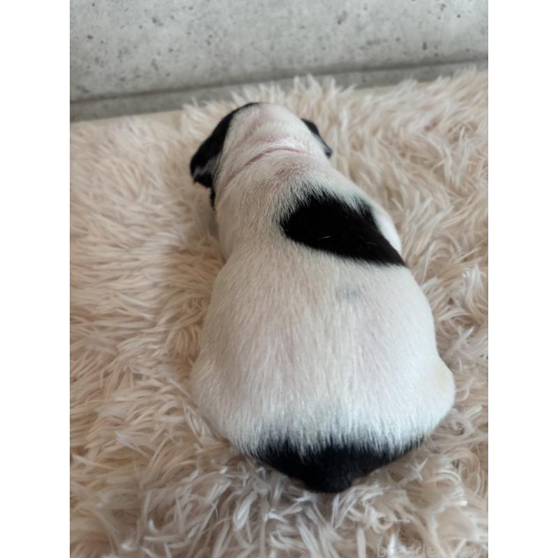 販売中の鹿児島県のフレンチブルドッグ-425611の3枚目