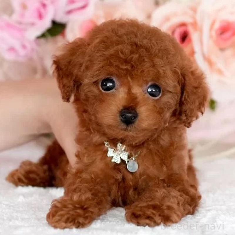 販売中の大分県のティーカッププードル-425608