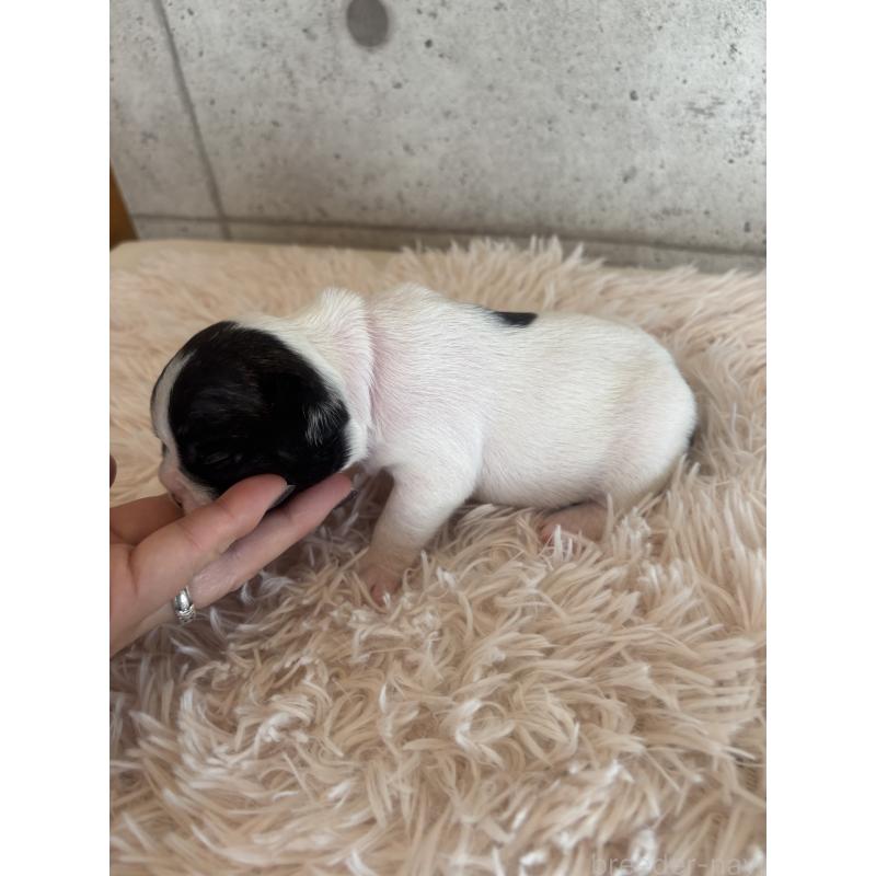 販売中の鹿児島県のフレンチブルドッグ-425611の2枚目