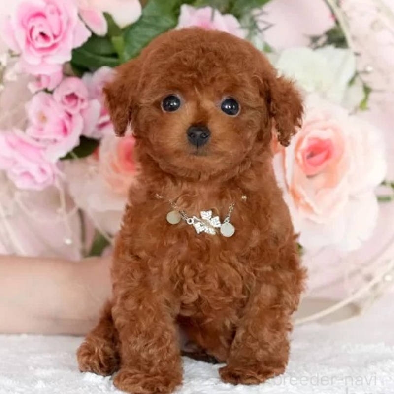 販売中の大分県のティーカッププードル-425608の3枚目