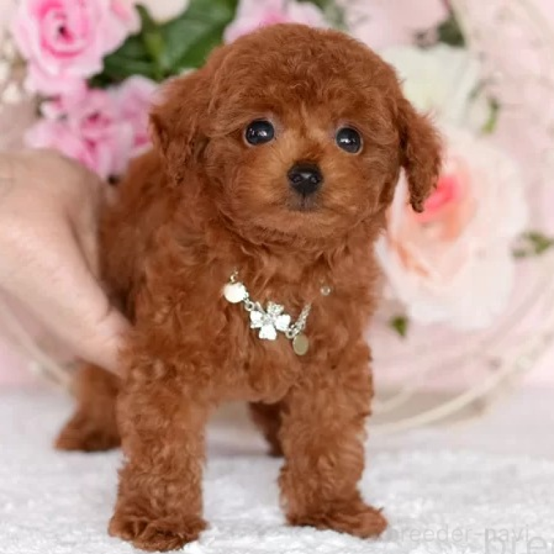 販売中の大分県のティーカッププードル-425608の2枚目