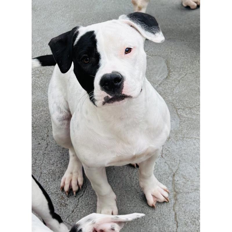 販売中の神奈川県のアメリカンピットブルテリア-413858