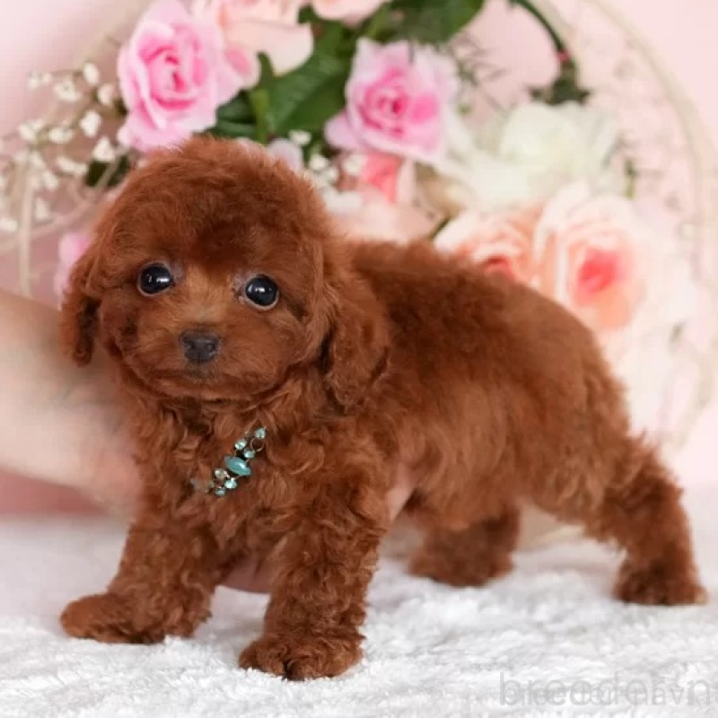 販売中の大分県のティーカッププードル-425609の5枚目