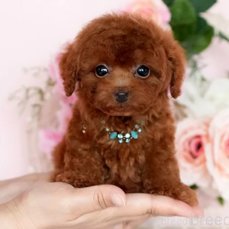 販売中の大分県のティーカッププードル-425609の1枚目