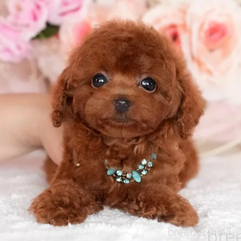 販売中の大分県のティーカッププードル-425609の4枚目