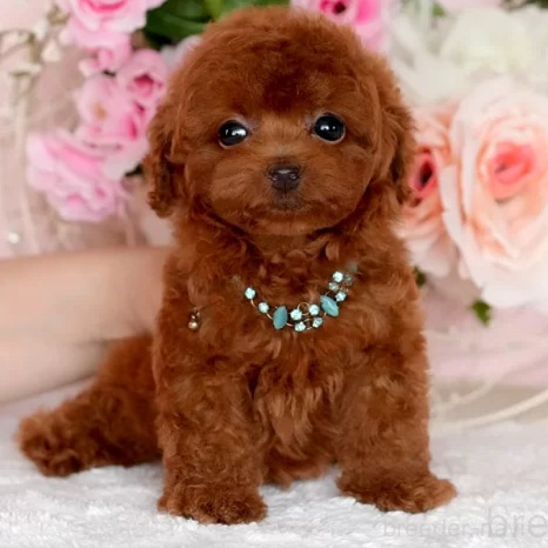 販売中の大分県のティーカッププードル-425609の3枚目