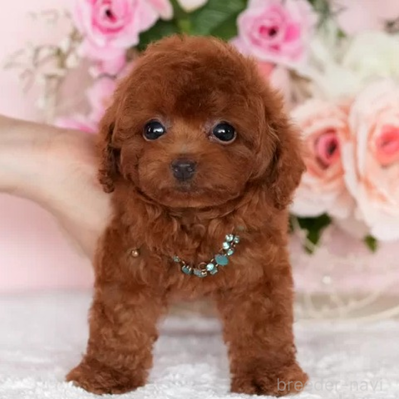 販売中の大分県のティーカッププードル-425609の2枚目