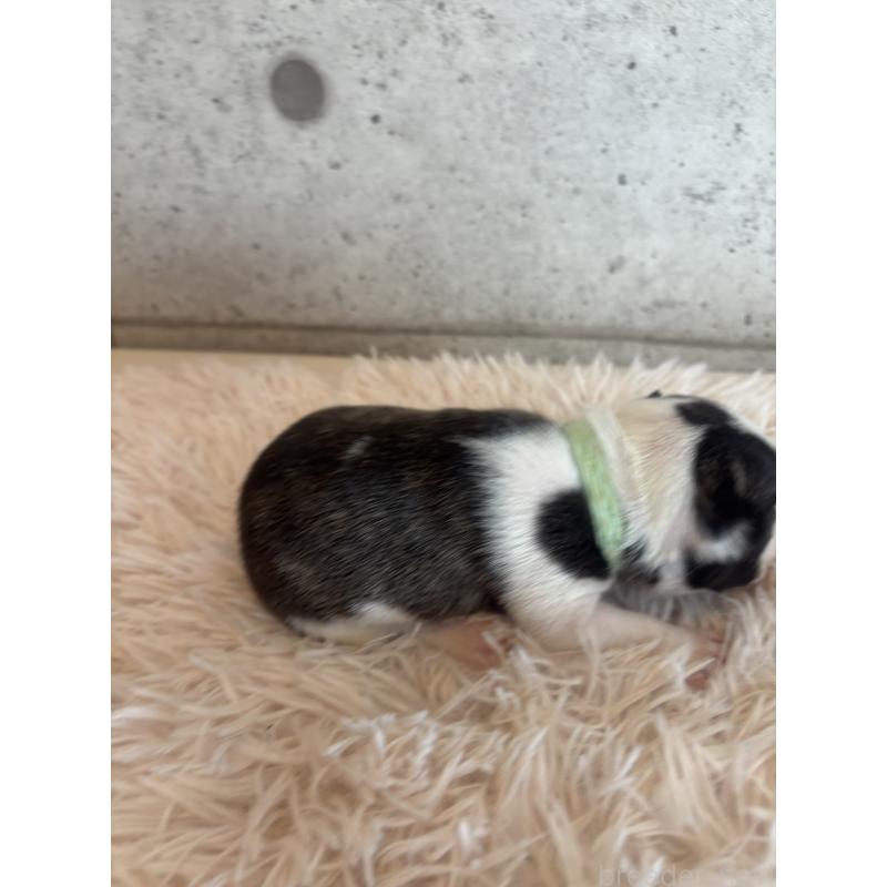 販売中の鹿児島県のフレンチブルドッグ-425612の4枚目