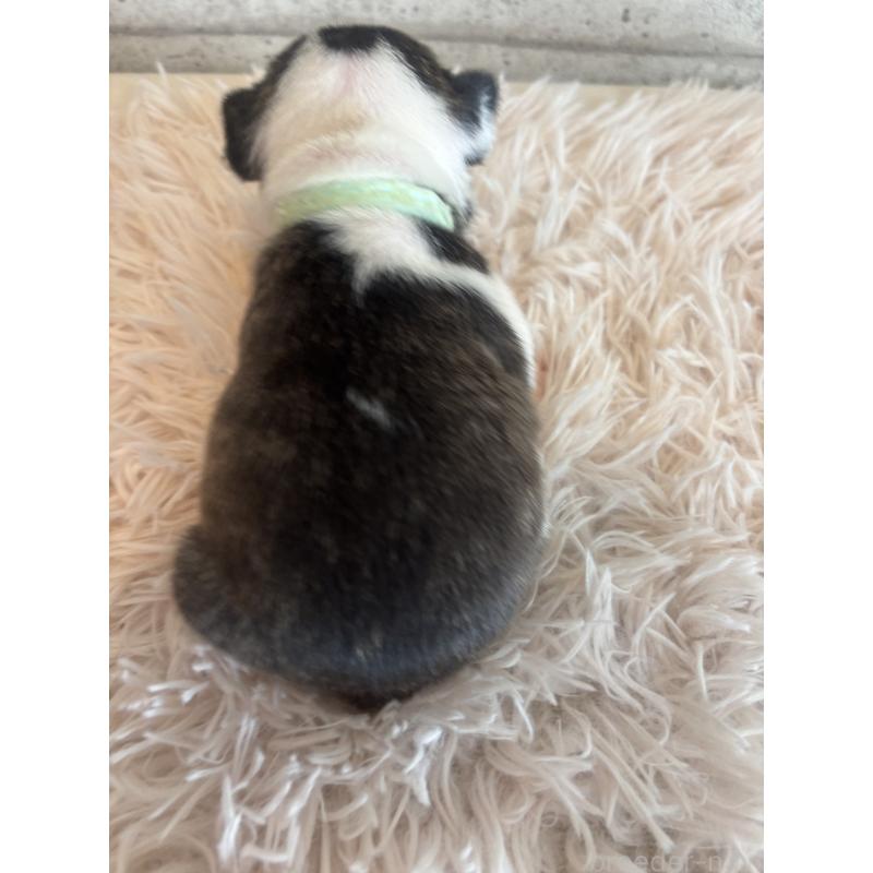 販売中の鹿児島県のフレンチブルドッグ-425612の3枚目