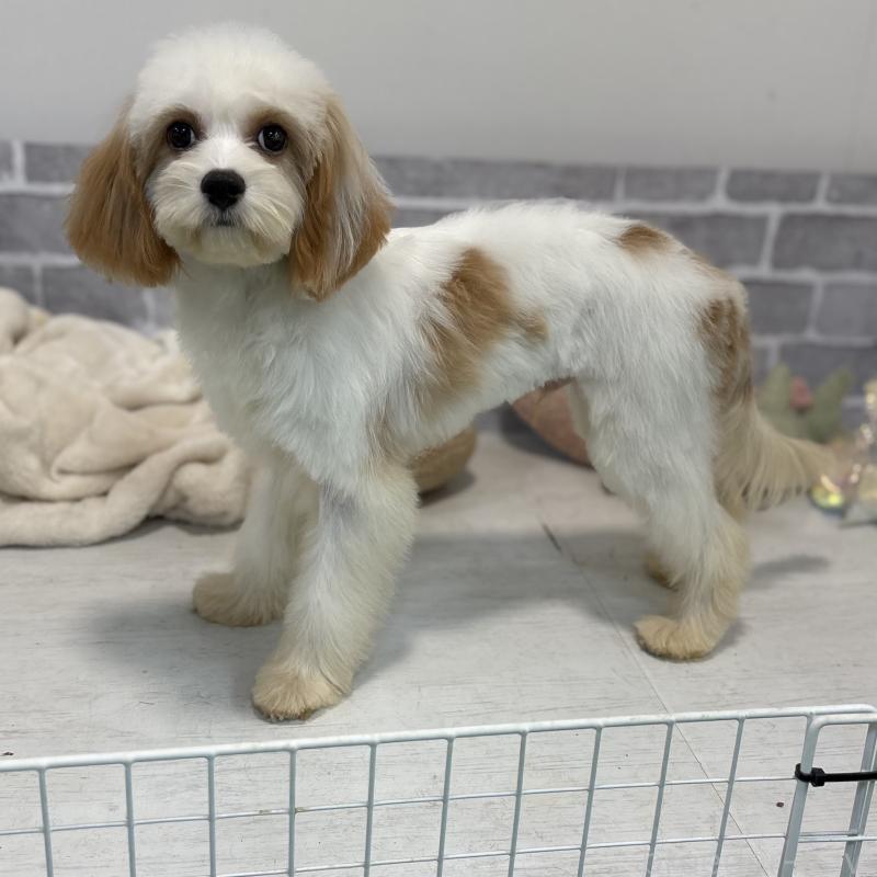 販売中の東京都のキャバプー:キャバリア×トイプードル-394779の3枚目