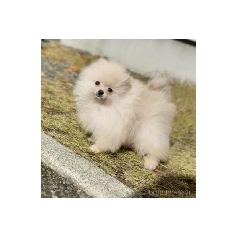 販売中の岩手県のポメラニアン-418614の5枚目