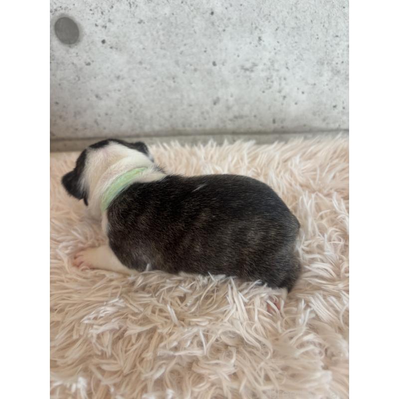 販売中の鹿児島県のフレンチブルドッグ-425612の2枚目