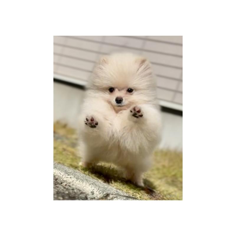 販売中の岩手県のポメラニアン-418614の4枚目