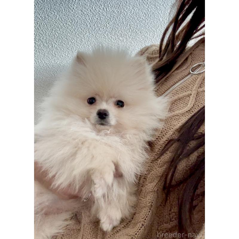 販売中の岩手県のポメラニアン-418614の3枚目