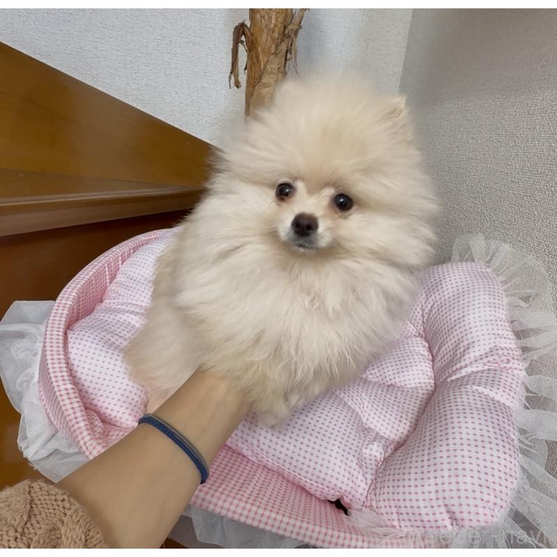 販売中の岩手県のポメラニアン-418614の2枚目