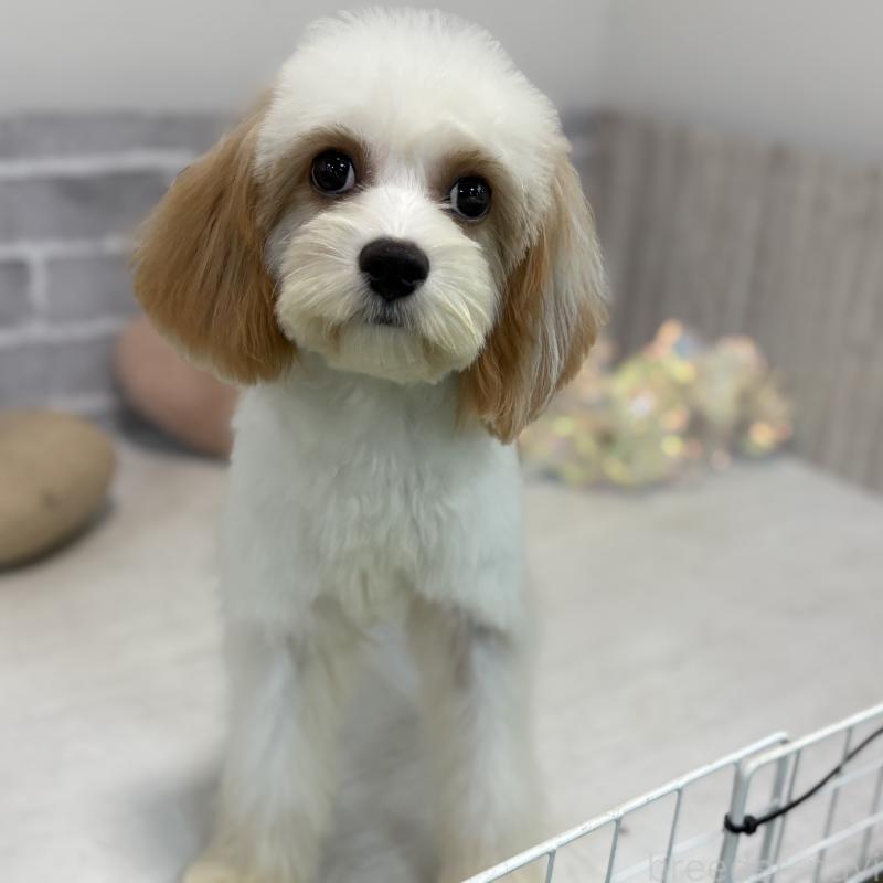 販売中の東京都のキャバプー:キャバリア×トイプードル-394779の2枚目