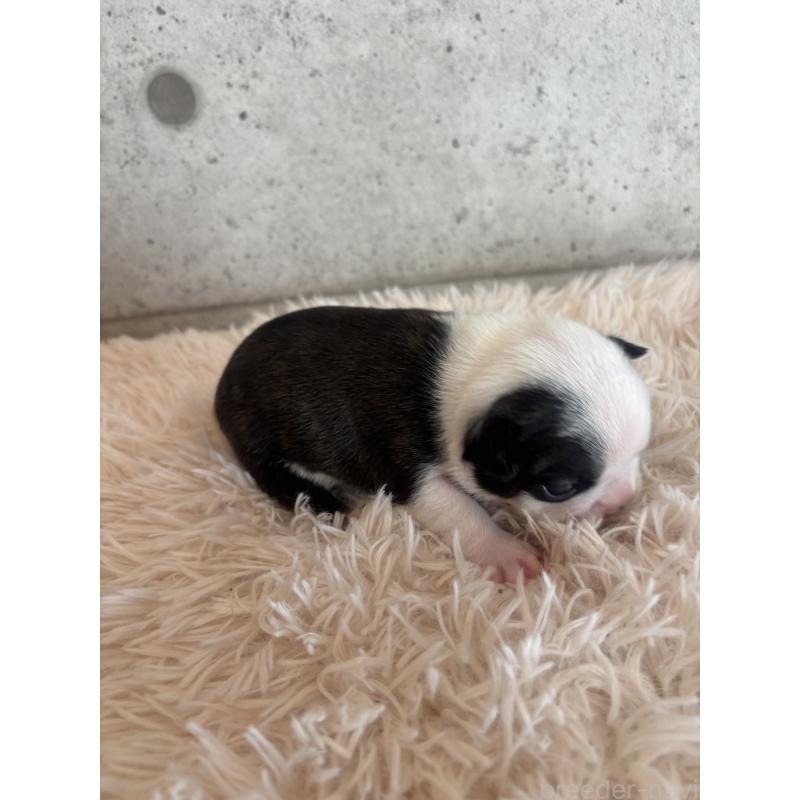 販売中の鹿児島県のフレンチブルドッグ-425613の4枚目