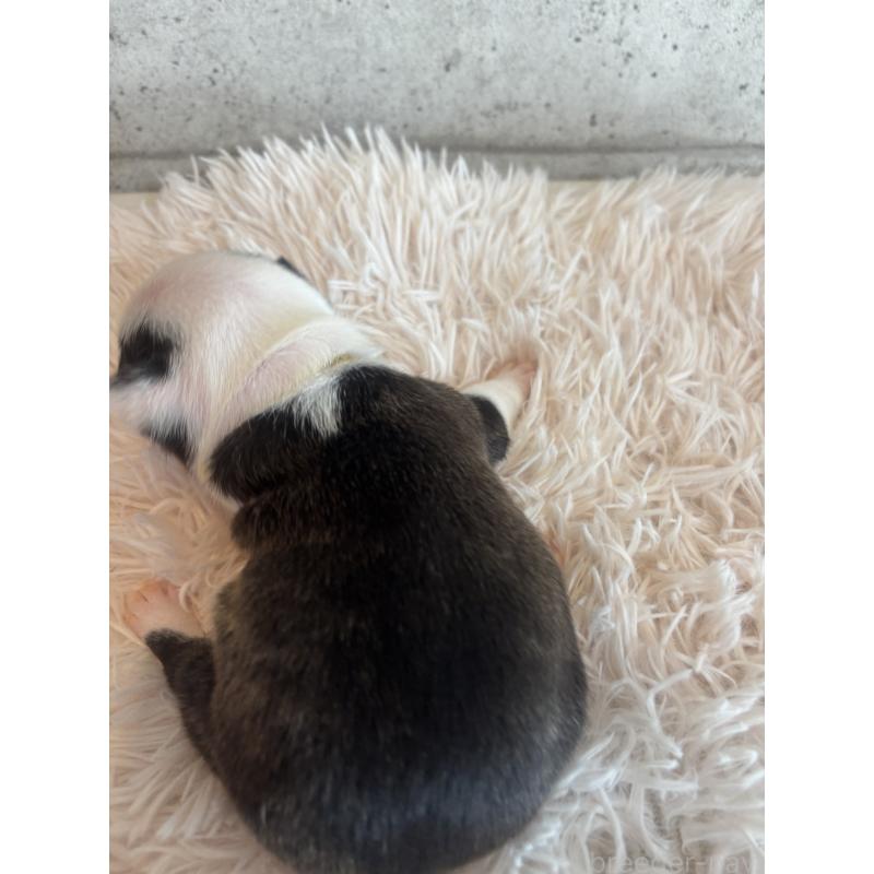 販売中の鹿児島県のフレンチブルドッグ-425613の3枚目