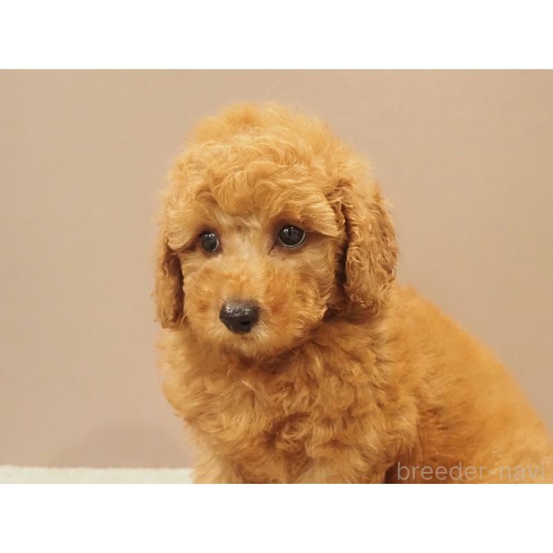 販売中の愛知県のトイプードル-425614の10枚目