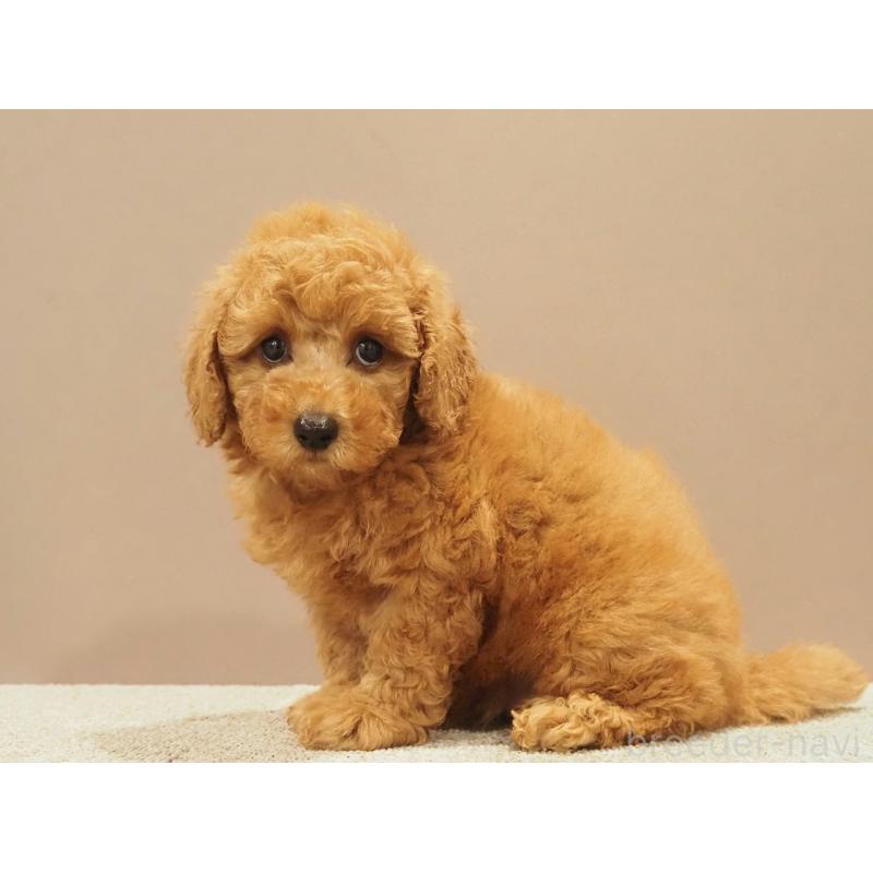 販売中の愛知県のトイプードル-425614の9枚目