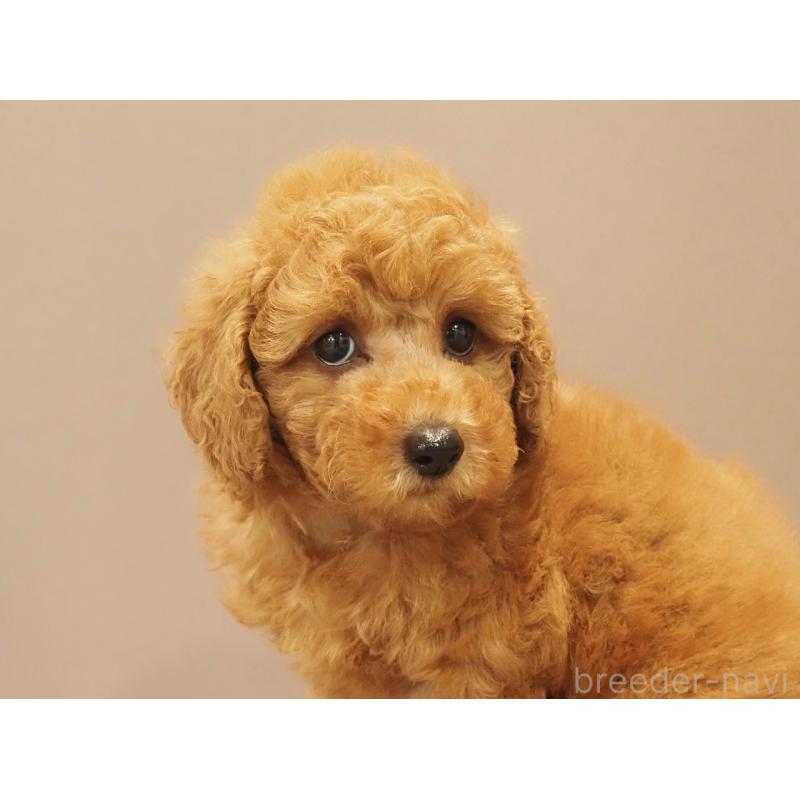 販売中の愛知県のトイプードル-425614の8枚目