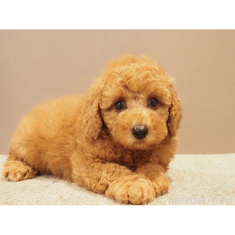 販売中の愛知県のトイプードル-425614の7枚目