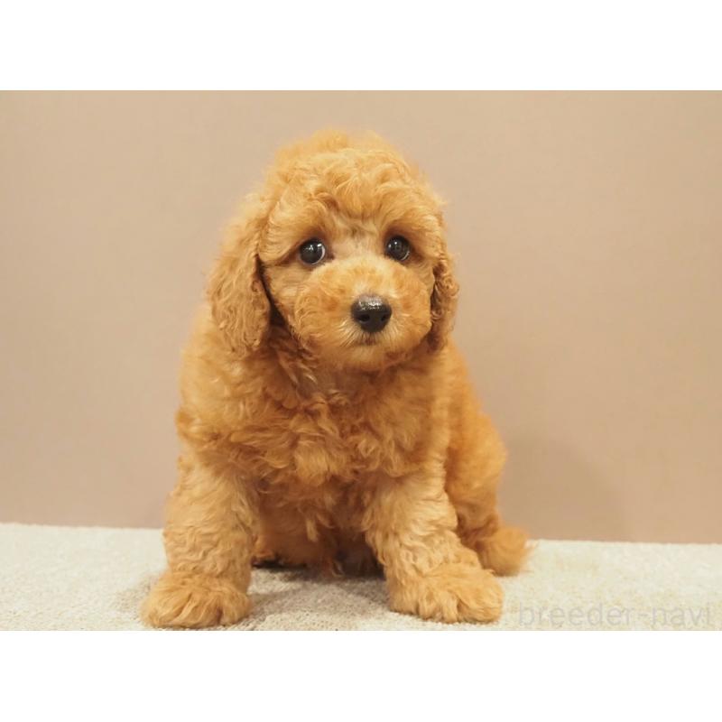 販売中の愛知県のトイプードル-425614の6枚目