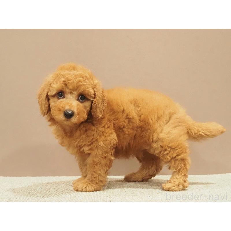 販売中の愛知県のトイプードル-425614の5枚目