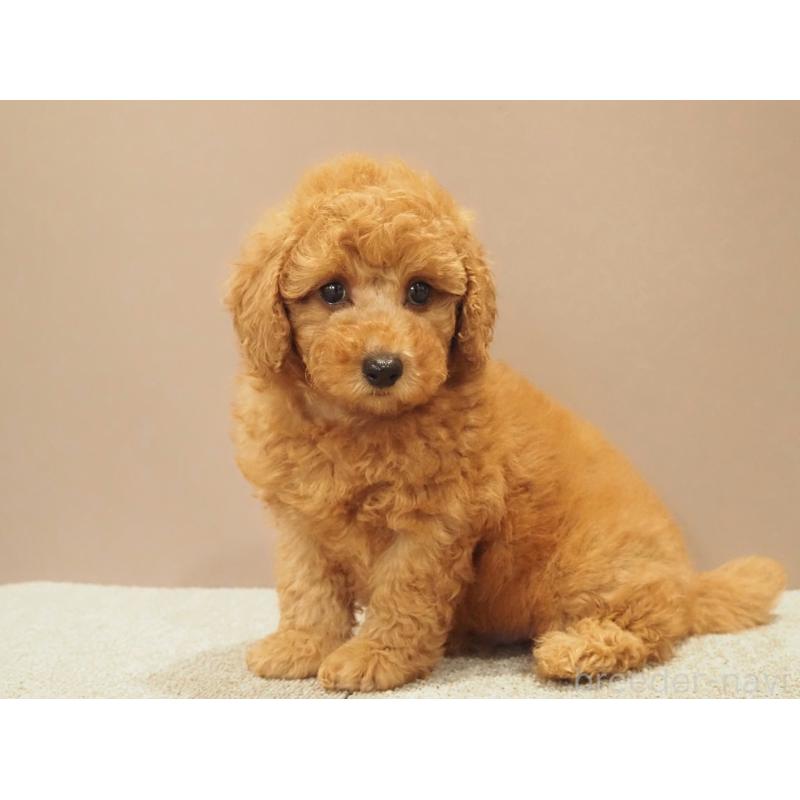 販売中の愛知県のトイプードル-425614の4枚目