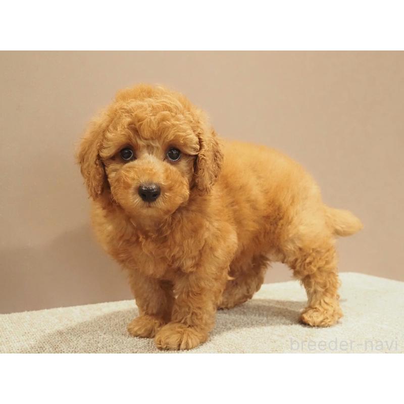 販売中の愛知県のトイプードル-425614の3枚目