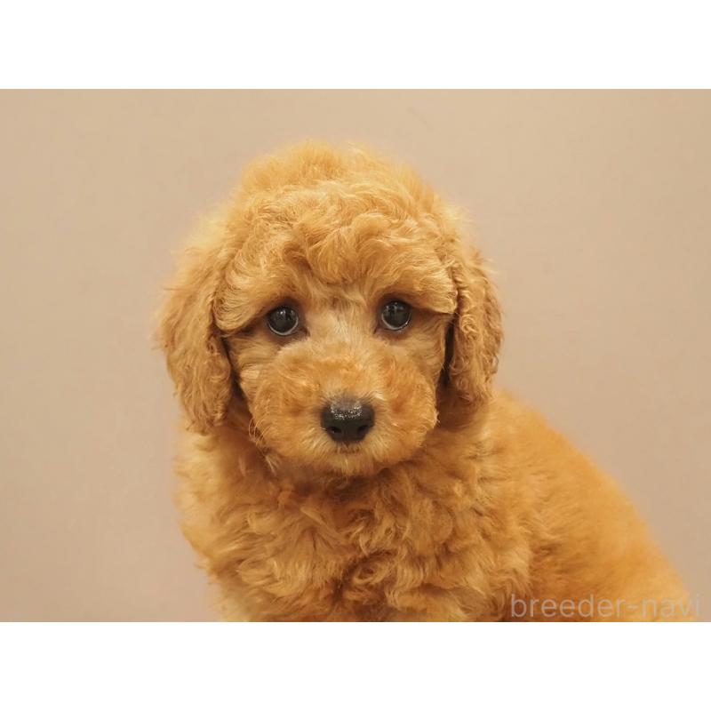 販売中の愛知県のトイプードル-425614の2枚目