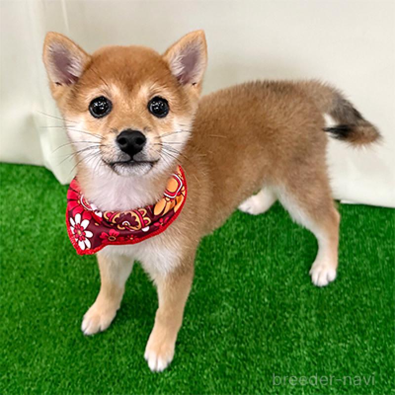 販売中の神奈川県の豆柴-425117