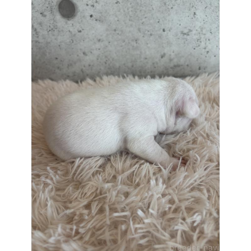 販売中の鹿児島県のフレンチブルドッグ-425615の4枚目