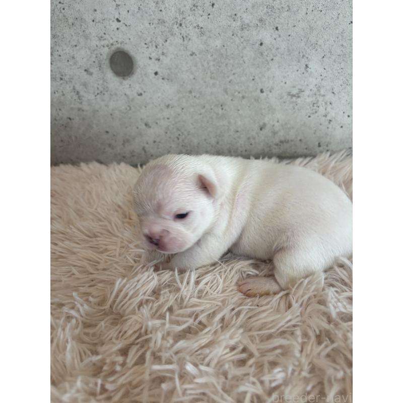 販売中の鹿児島県のフレンチブルドッグ-425615の3枚目