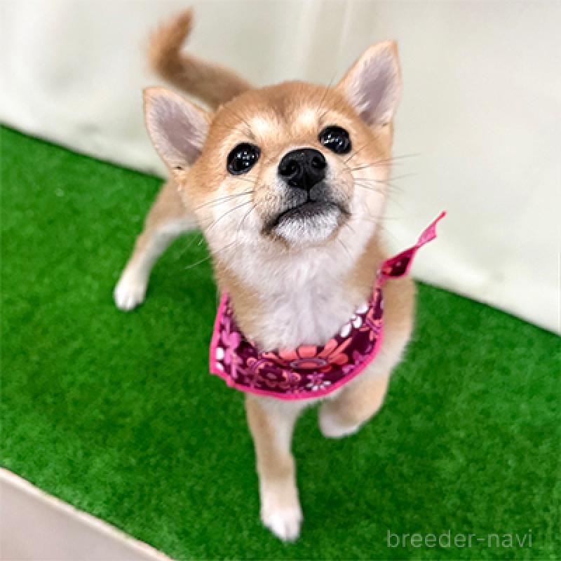 商談中の神奈川県の豆柴-425119