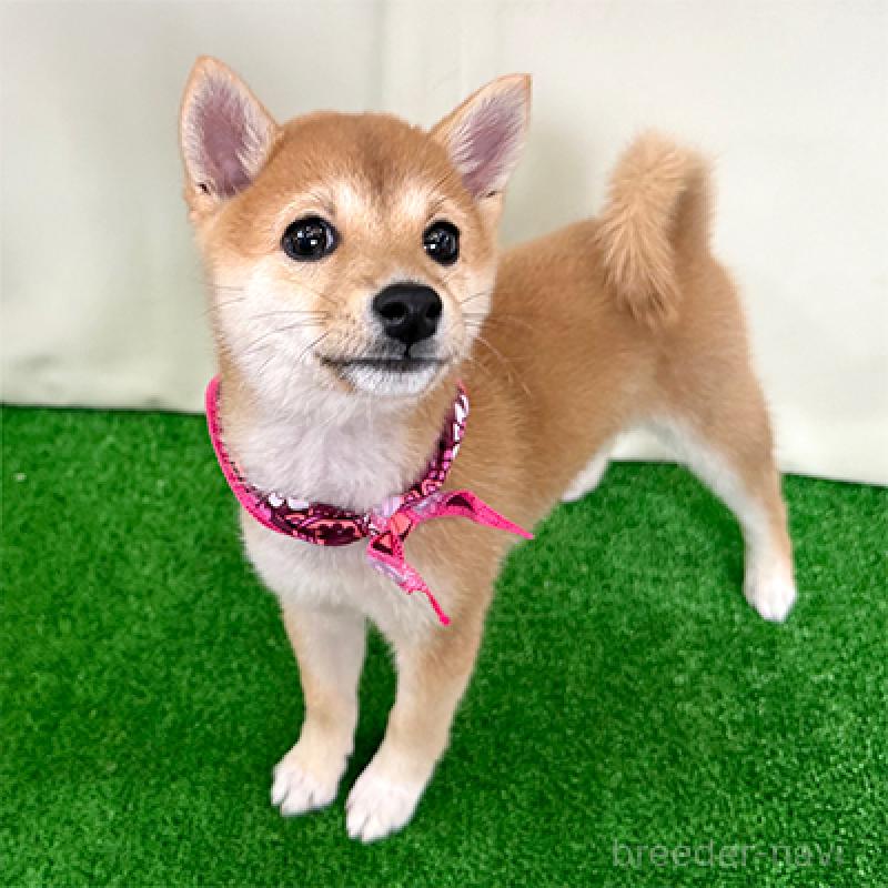 成約済の神奈川県の豆柴-425119の4枚目