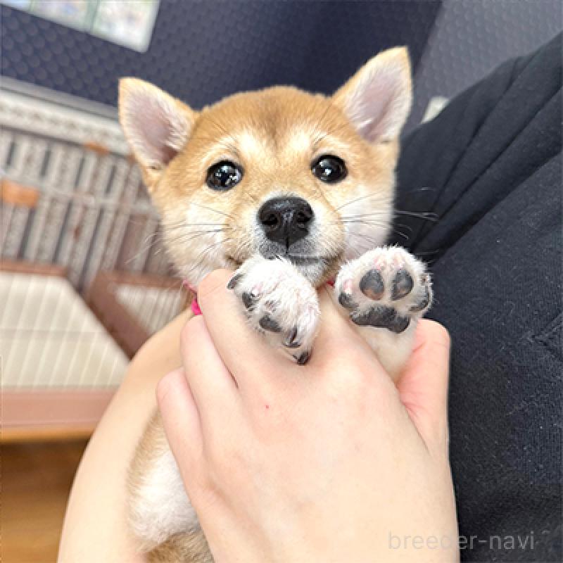 成約済の神奈川県の豆柴-425119の3枚目