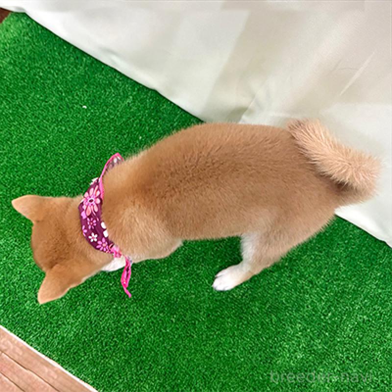 成約済の神奈川県の豆柴-425119の2枚目