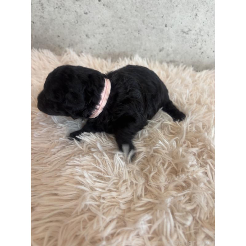 販売中の鹿児島県のタイニープードル-425616の3枚目