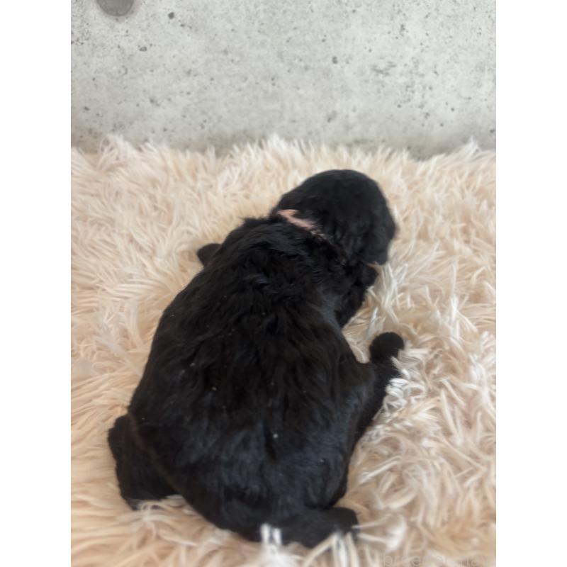 販売中の鹿児島県のタイニープードル-425616の2枚目