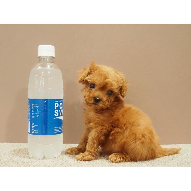 販売中の愛知県のティーカッププードル-425617の9枚目