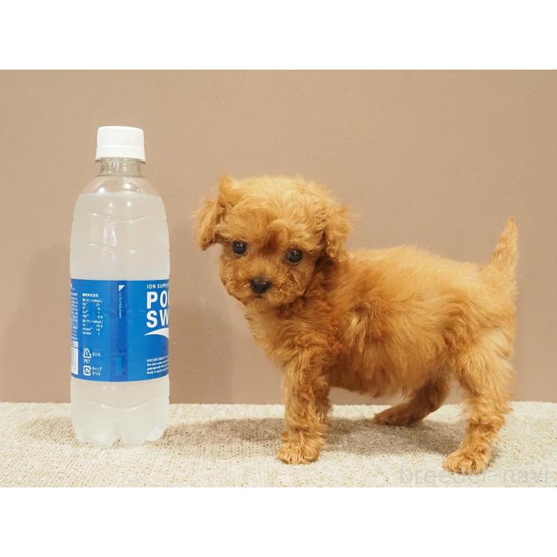 販売中の愛知県のティーカッププードル-425617の8枚目